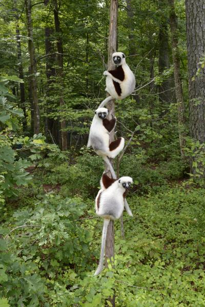 Sifaka Trio