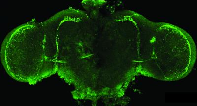 The Electric Fly Brain Comes Alive