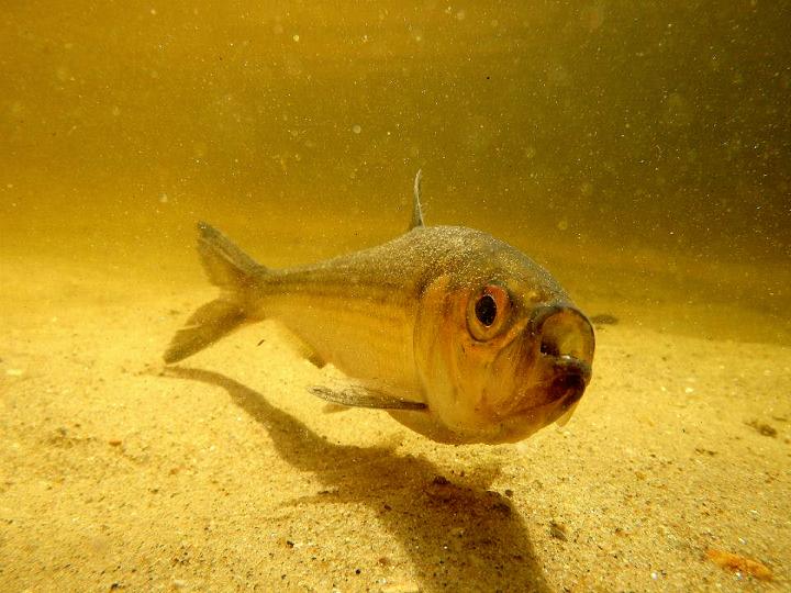 Adult Alewife