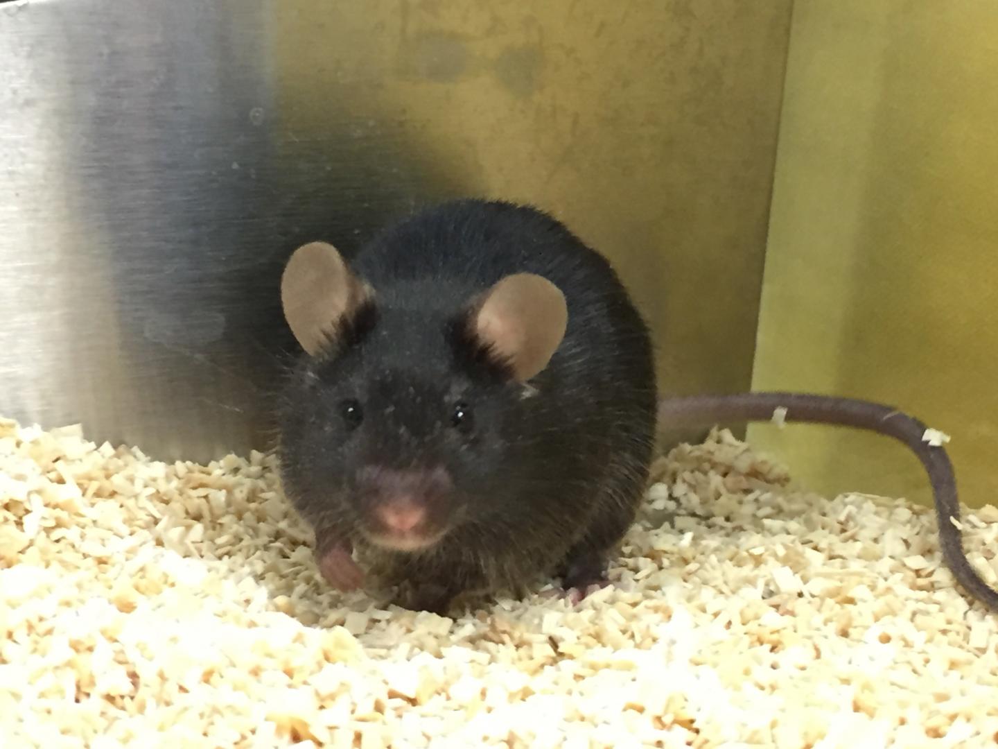 Male C57BL/6J Mouse