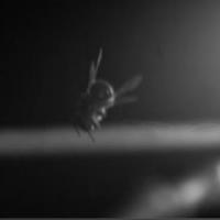 Falling Insects Electrostatically Deform Web