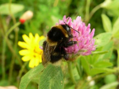 Queen Bombus Ruderatus