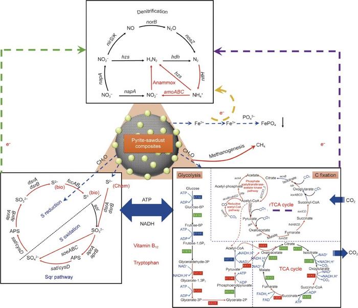 A schematic overview of C, N, S, and Fe metabolisms and electron transfers in pyrite–sawdust composite-based biofilters
