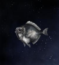 A Genetic Record for the Silver Spinyfin