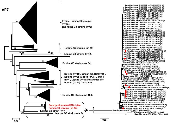 Figure 1: Equine-Like G3 Rotavirus Strain that Spread in Indonesia