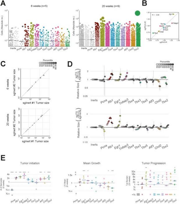 Multiplexed somatic CRISPR–Cas9 genome editing reveals that loss of Egr1 has the most pronounced and consistent effect on tumor initiation, growth, and progression in Kras-driven lung cancer