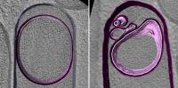 CryoEM of DNA Inflation