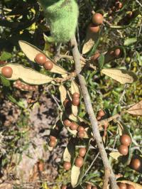 Galls Forming on Leaves