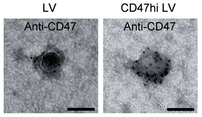 Stealthy Viral Vectors May Improve Delivery of Gene Therapies for Hemophilia (2 of 2)