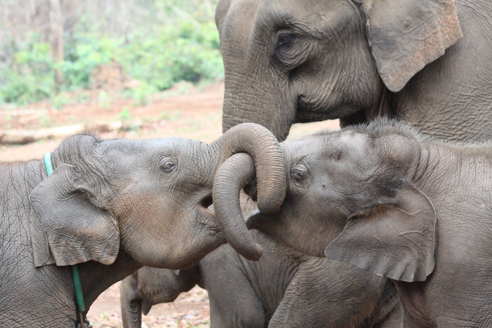 Asian elephant siblings