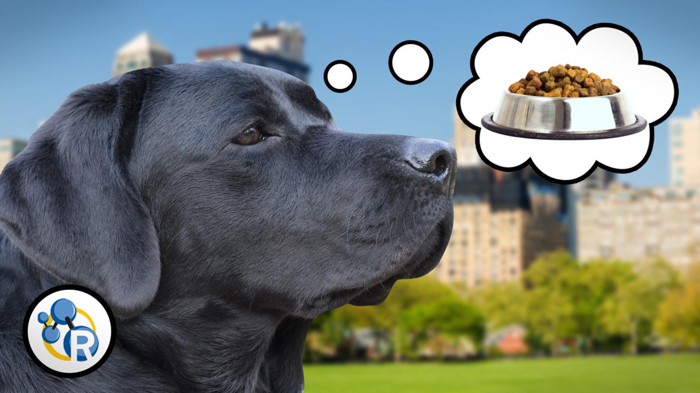 Why Wet Dogs Stink (And Other Canine Chemistry) (Video)