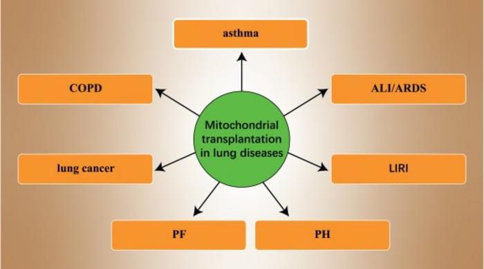 The applications of mitochondrial transplantation in lung diseases