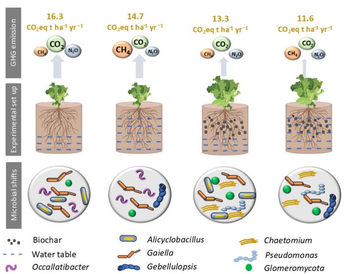 Wetter farming: raising water table and biochar for reduced GHG emissions while maintaining crop productivity in agricultural peatlands