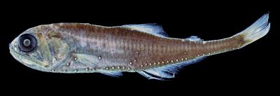 <i>Tarletonbeania crenularis</i>