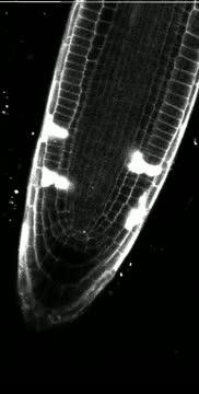Time Lapse Of 24 Hours Of An Arabidopsis Root Tip