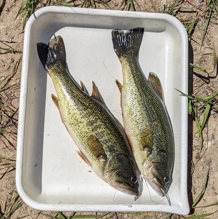Observing largemouth bass in the field