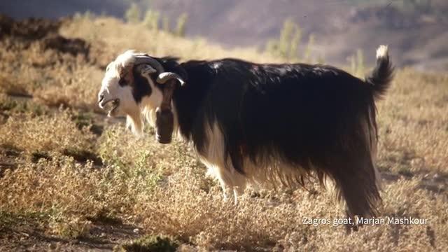 Ancient Genome Analyses Reveal Mosaic Pattern of Goat Domestication Thousands of Years Ago