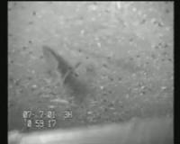 Sex Is the Ultimate Risky Business (for Flies in Bat Territory, that Is) (2 of 2)