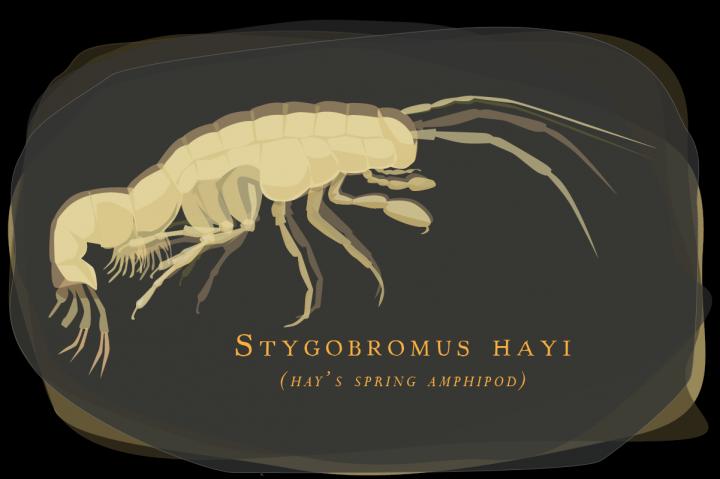 Hay's Spring Amphipod