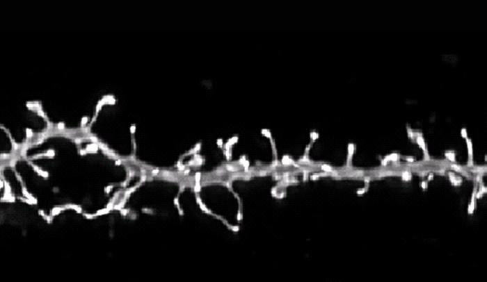 Addiction Resistant?