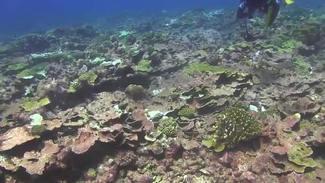 New Coral Bleaching Database to Help Predict Fate of Global Reefs