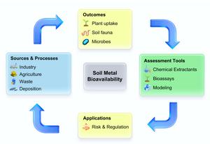 Bioavailability of heavy metals in soil: a review of tools, models, and regulatory applications