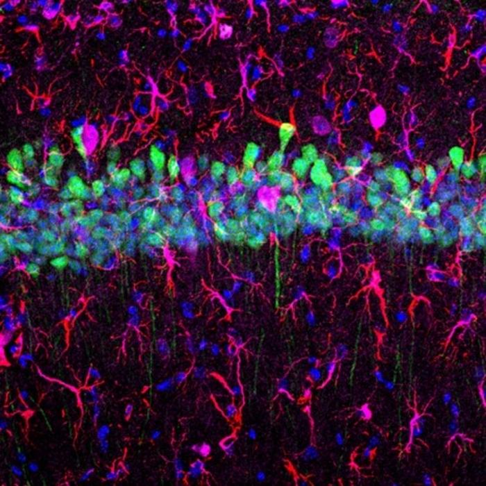 Labeling of CA1 excitatory neurons using the AAV-MG1.2 capsid
