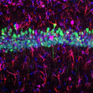 Labeling of CA1 excitatory neurons using the AAV-MG1.2 capsid