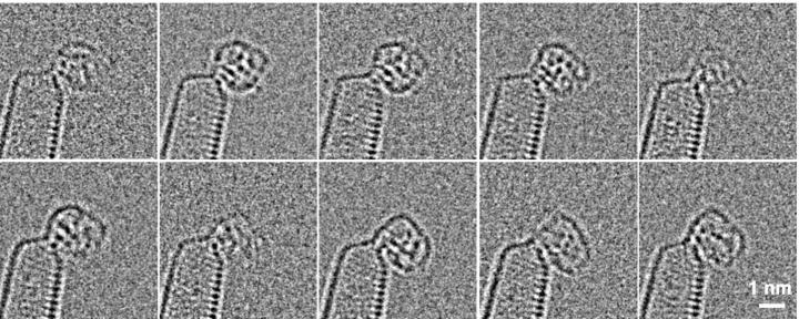 Microscopic Video