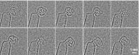 Microscopic Video