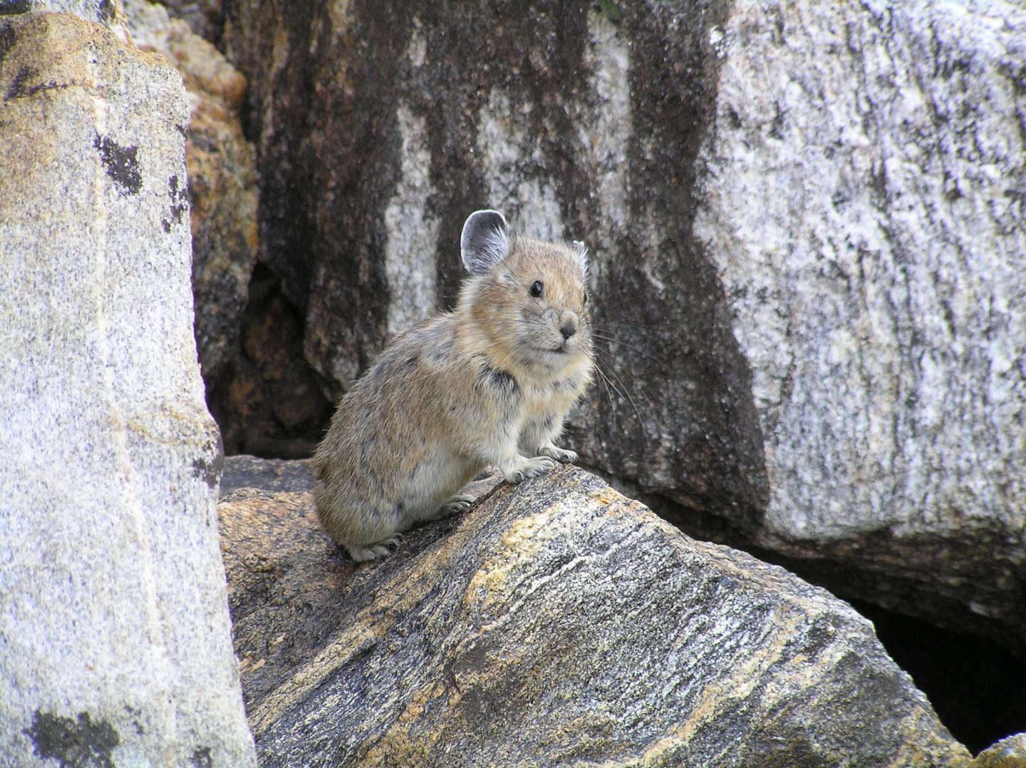 American Pika
