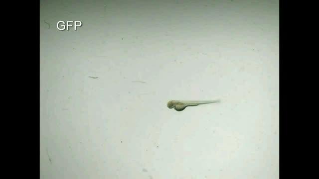 Synthetic Ion Channel Silences Cells in Live Zebrafish