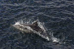 A dolphin spotted off the coast of Mexico