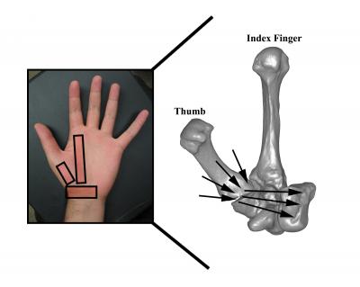 It's in the Wrist: 'Hobbit' Bones Suggest New Species (2 of 2)