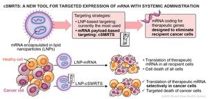 Cell-selective modRNA translation system