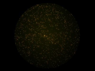 Cyanobacteria