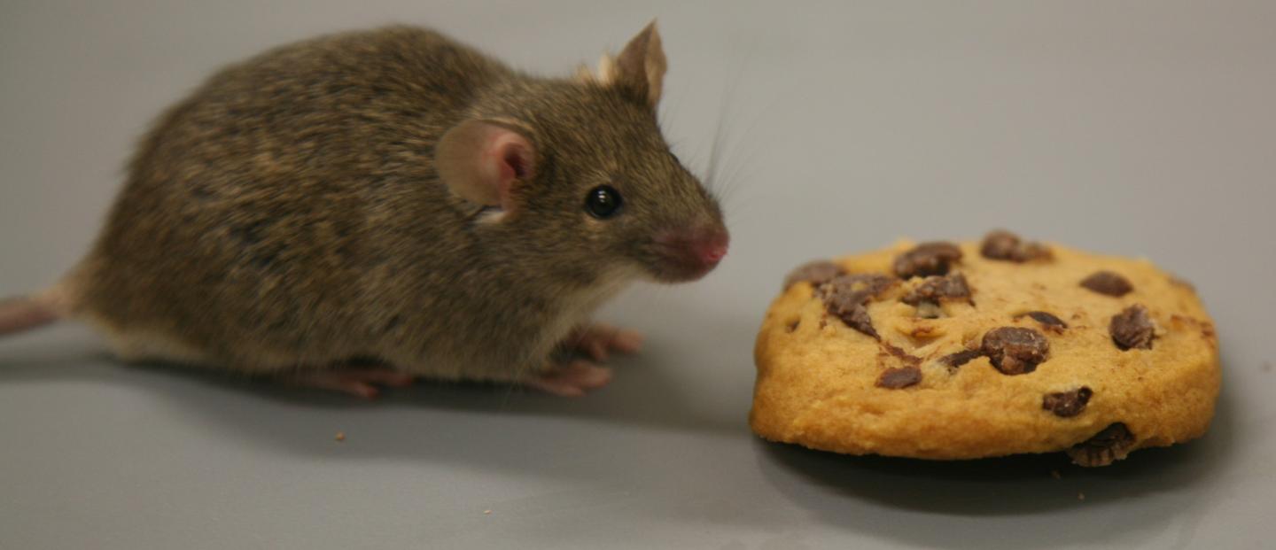 Neurons Hardwired to Calculate Prediction Error Using Simple Math (3 of 3)