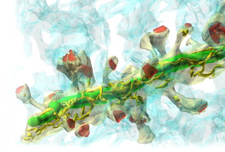 3-D Electron Microscopy Image of a Synapse