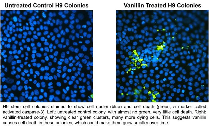 Vanillin flavouring in e-cigarettes disrupts human embryonic stem cell development