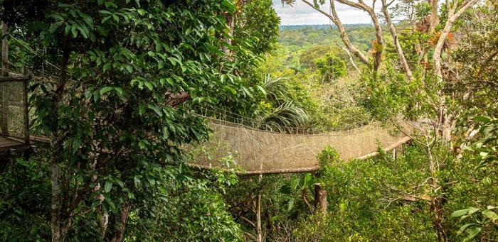 Rainforest Canopy near Iquitos, Peru