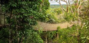 Rainforest Canopy near Iquitos, Peru
