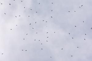 Kettle of migrating hawks