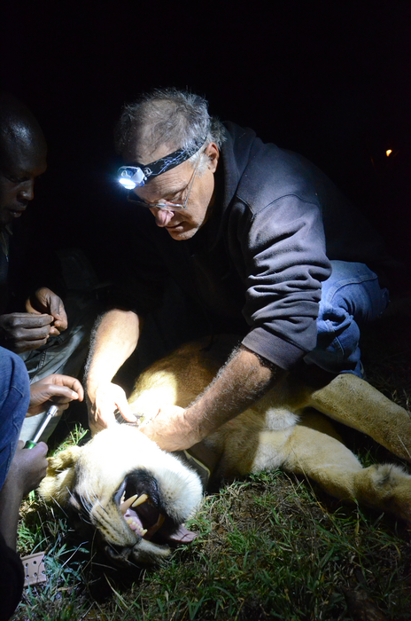 Collaring a lion