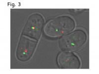 Late-Replication Origin