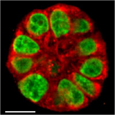Human Mammary Gland Structure