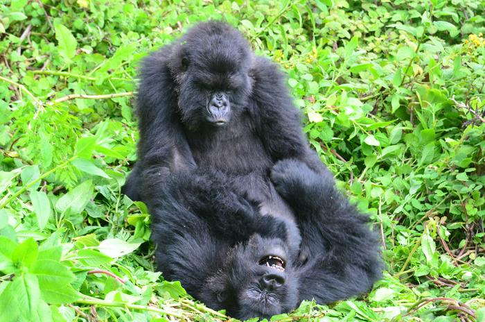 Two subadult female mountain gorillas play together