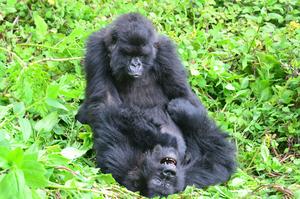 Two subadult female mountain gorillas play together