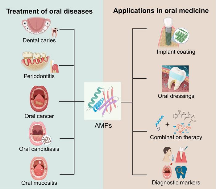 Roles in oral disease treatment and applications in oral medicine of AMPs