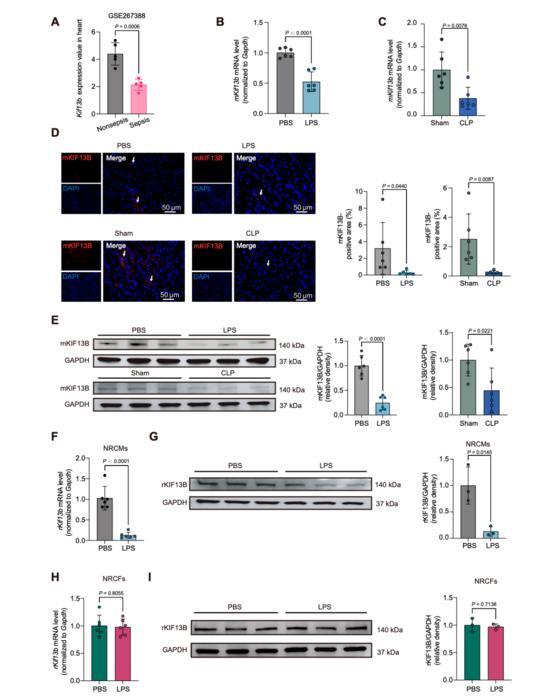 Fig.1. Kinesin family member 13B (KIF13B) expression is suppressed in the heart during sepsis-induced cardiac dysfunction