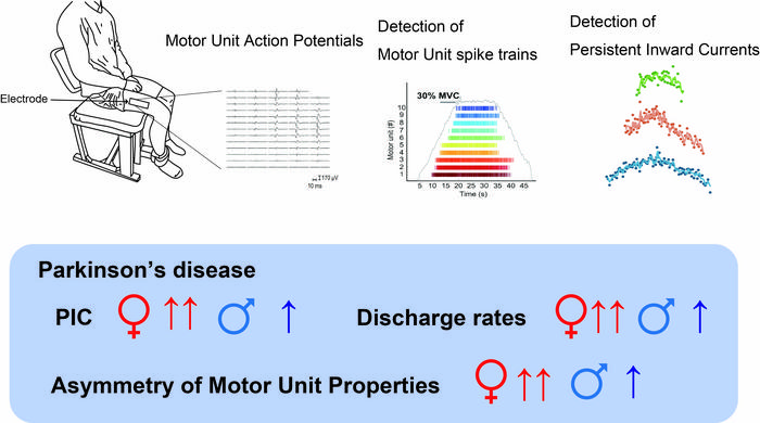 Figure: Sex Differences in Motor Unit Firing Behavior in Parkinson's Disease: Neural Pathways, HD-sEMG Decomposition, and Distinct Gender-Specific Physiological Markers.
